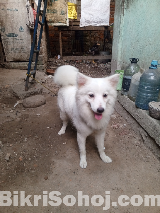 Garman spitz male